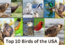 Top 10 Birds in the USA